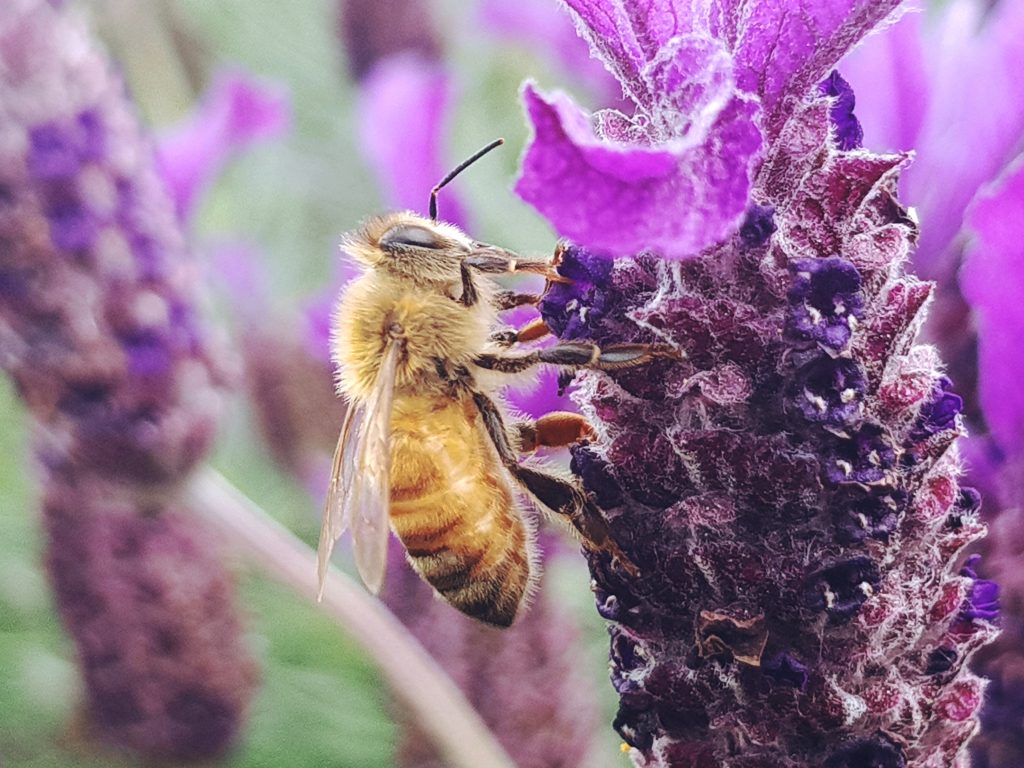 Close-up of lavender flowers with soft purple petals, used to promote organic sunscreen suitable for babies."