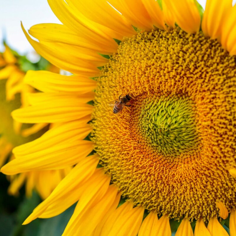 sunflower-seed-oil-beneficial-skin