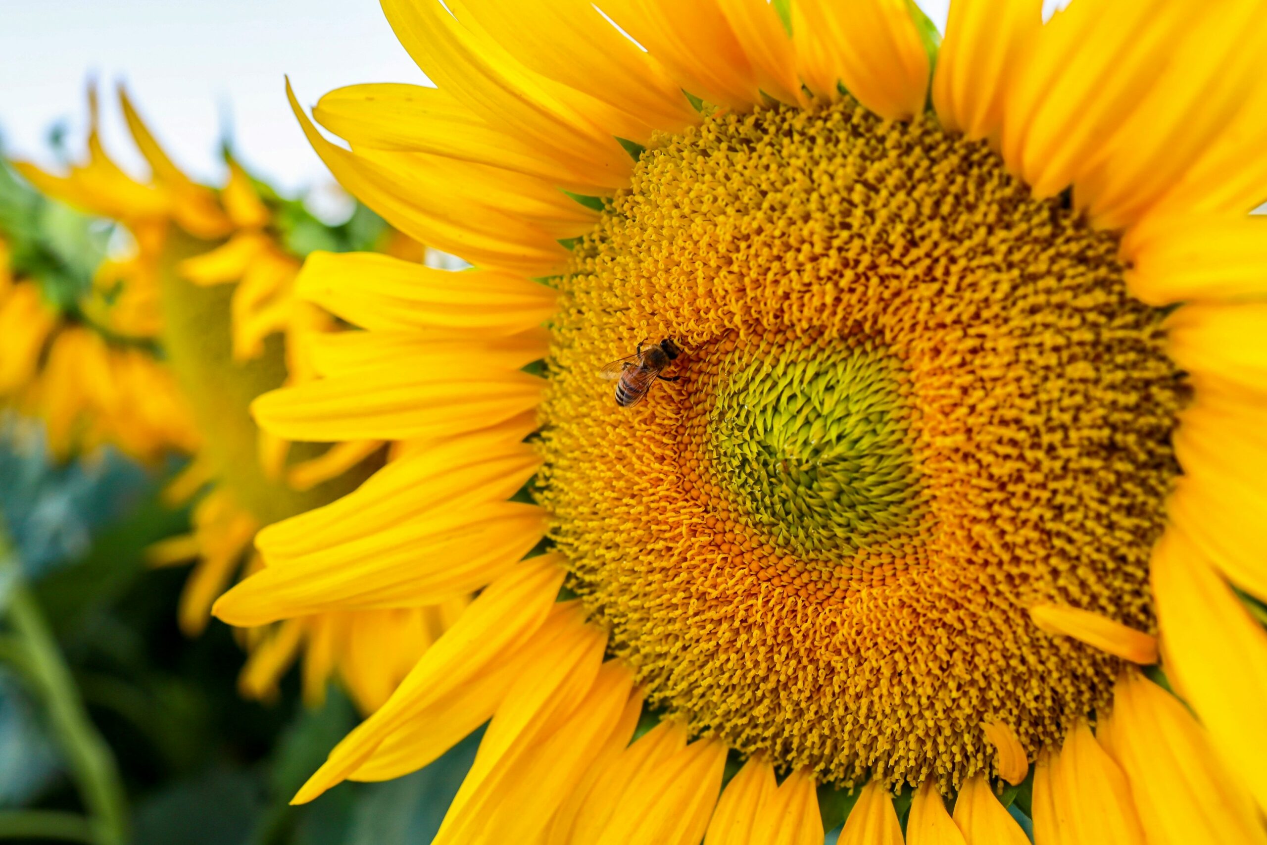 sunflower-seed-oil-beneficial-skin